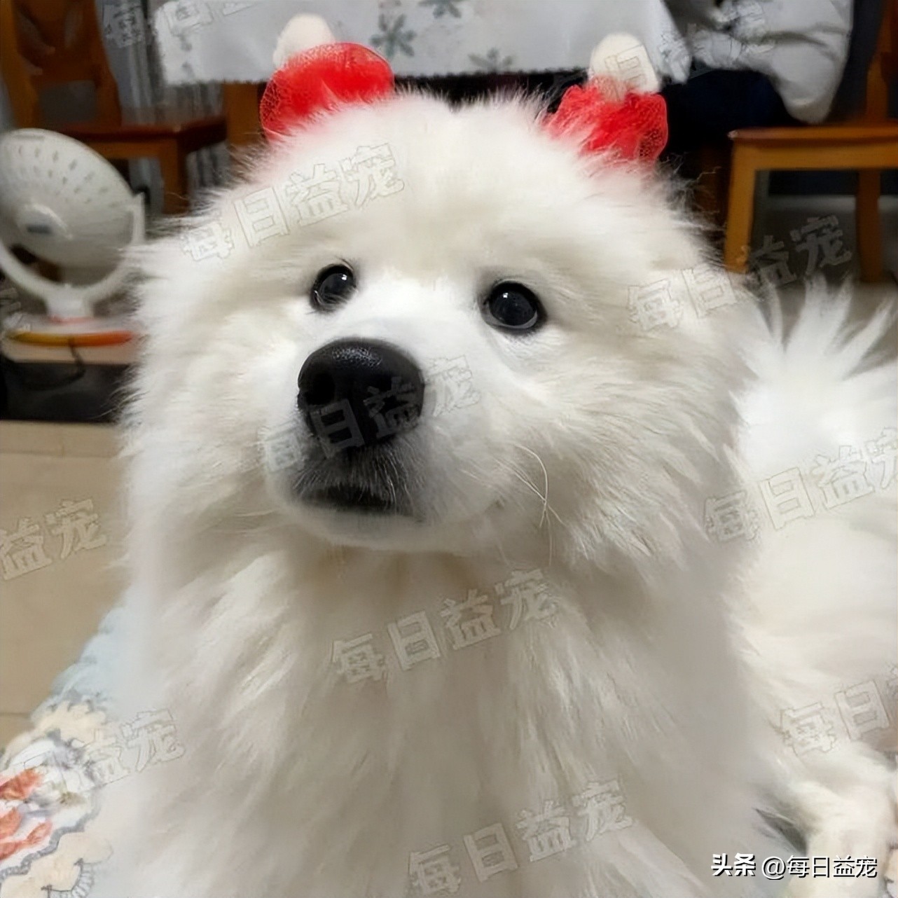 萨摩耶半夜在主人床边吓坏主人,萨摩耶半夜拉屎怎么回事