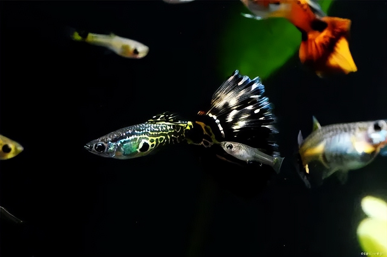 古法养鱼孔雀鱼繁殖,孔雀鱼怎么饲养才好养活