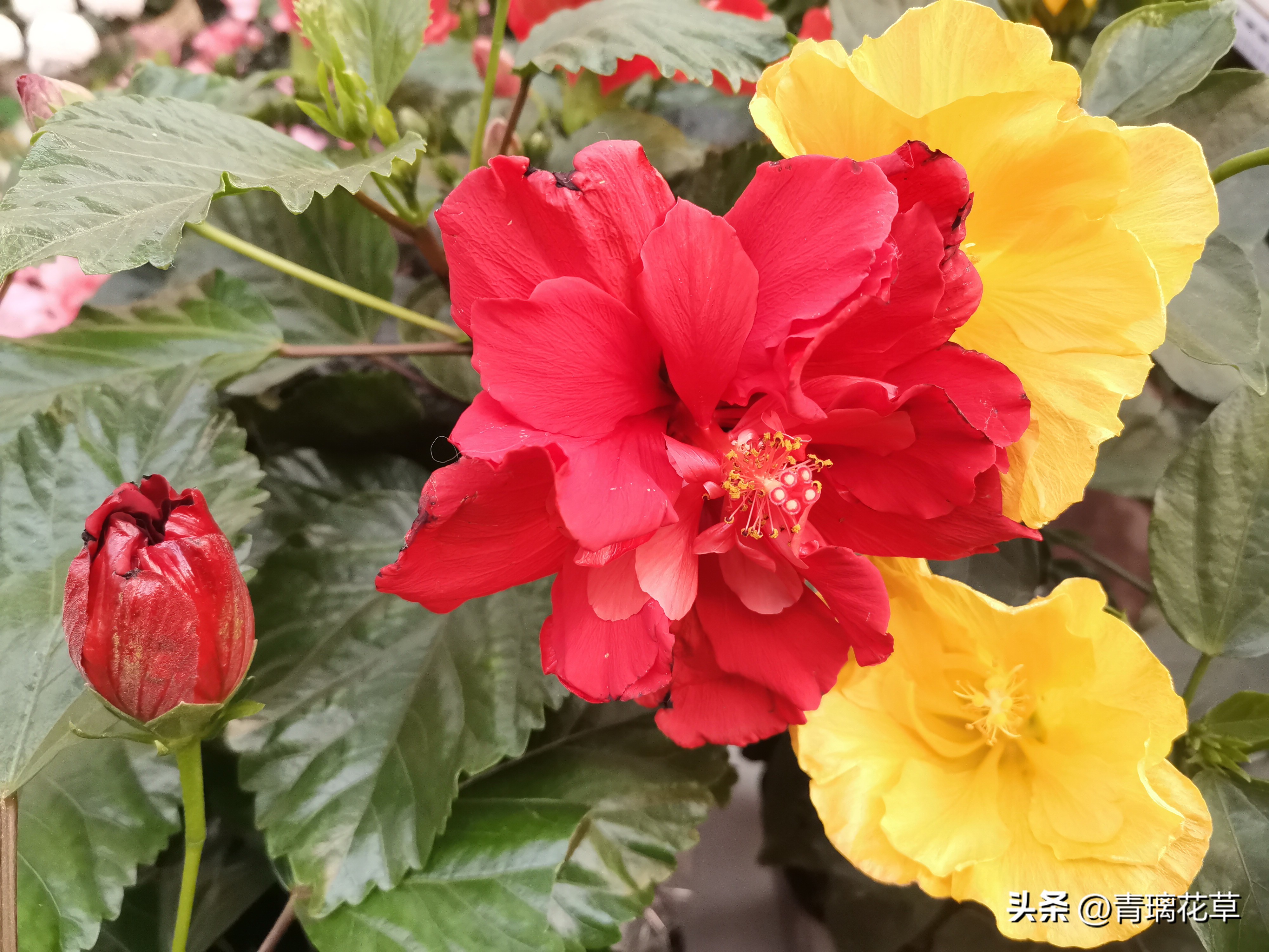 养花养成“花草杀手”，就养这些5种球根花，好看好养还有大用处