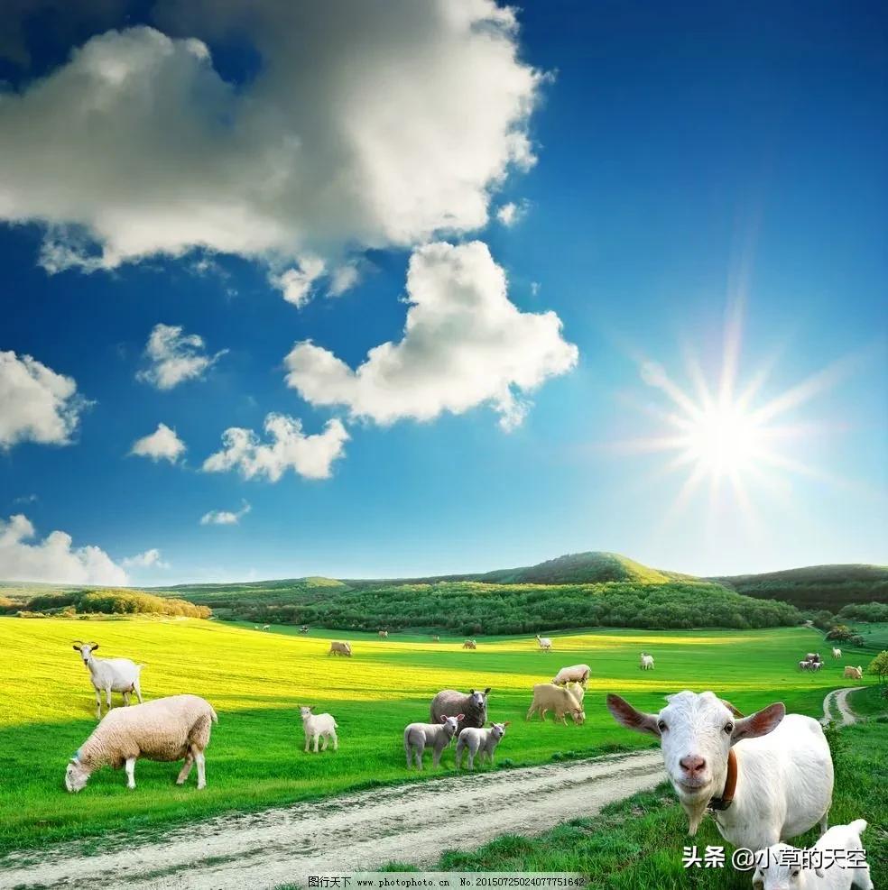 羊奶主要缺点,羊奶怎么养好喝