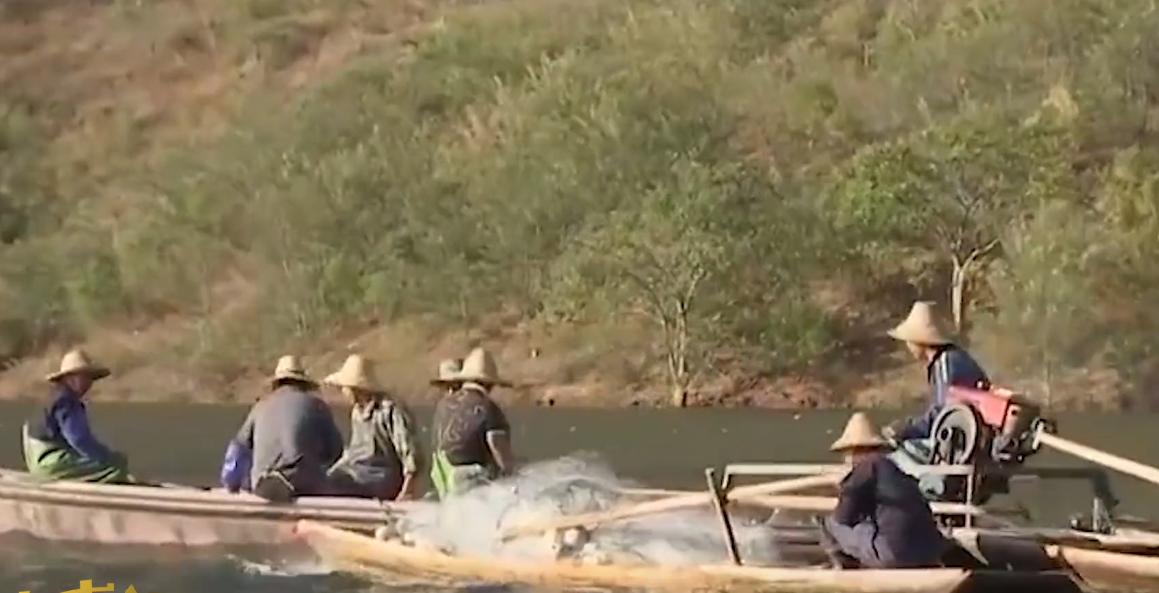 万尾鱼苗离奇失踪,鱼苗死亡鱼苗老板有责任吗