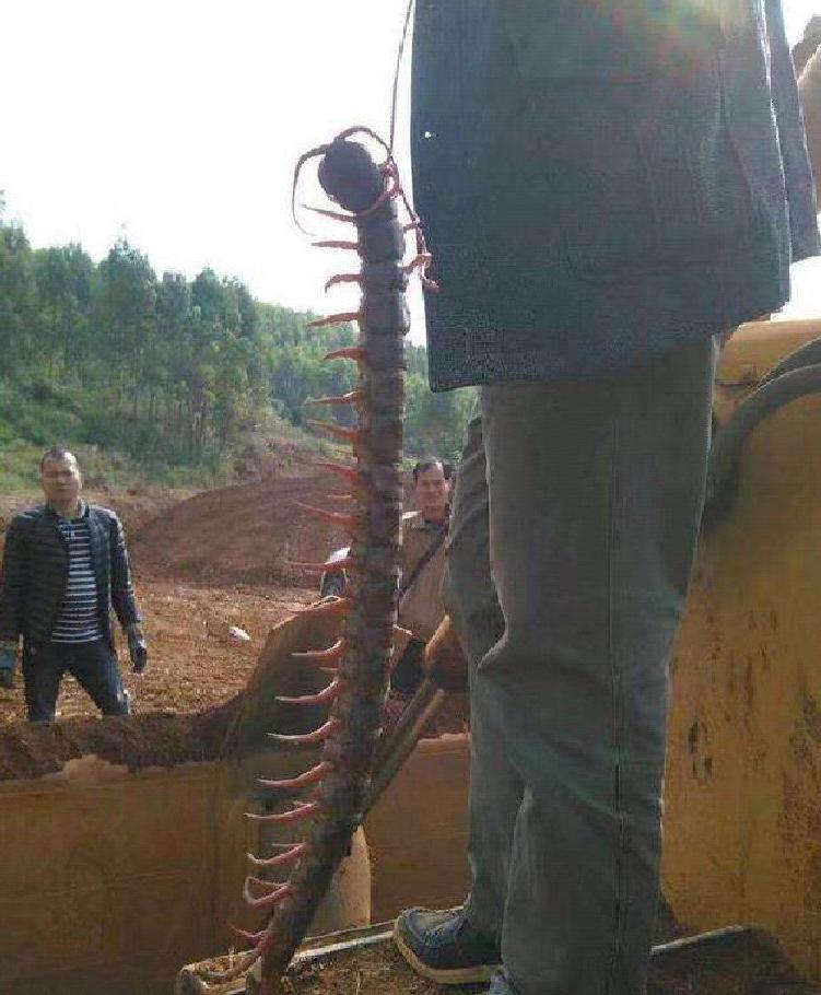 蜈蚣毒性与蜈蚣大小有关系吗,蜈蚣毒性与蜈蚣大小有关吗