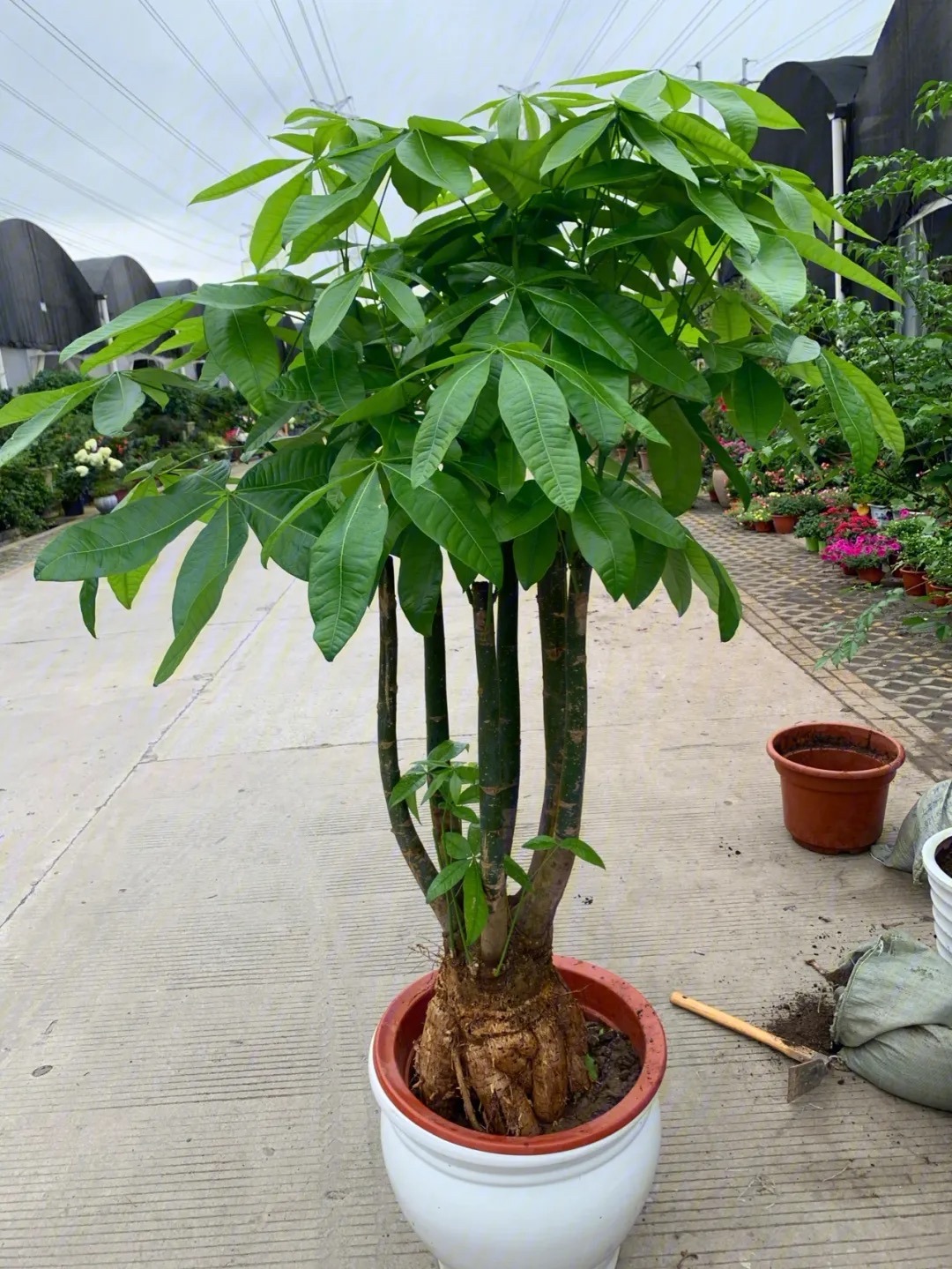 客厅最旺财的4种树,客厅种什么绿植最佳风水好