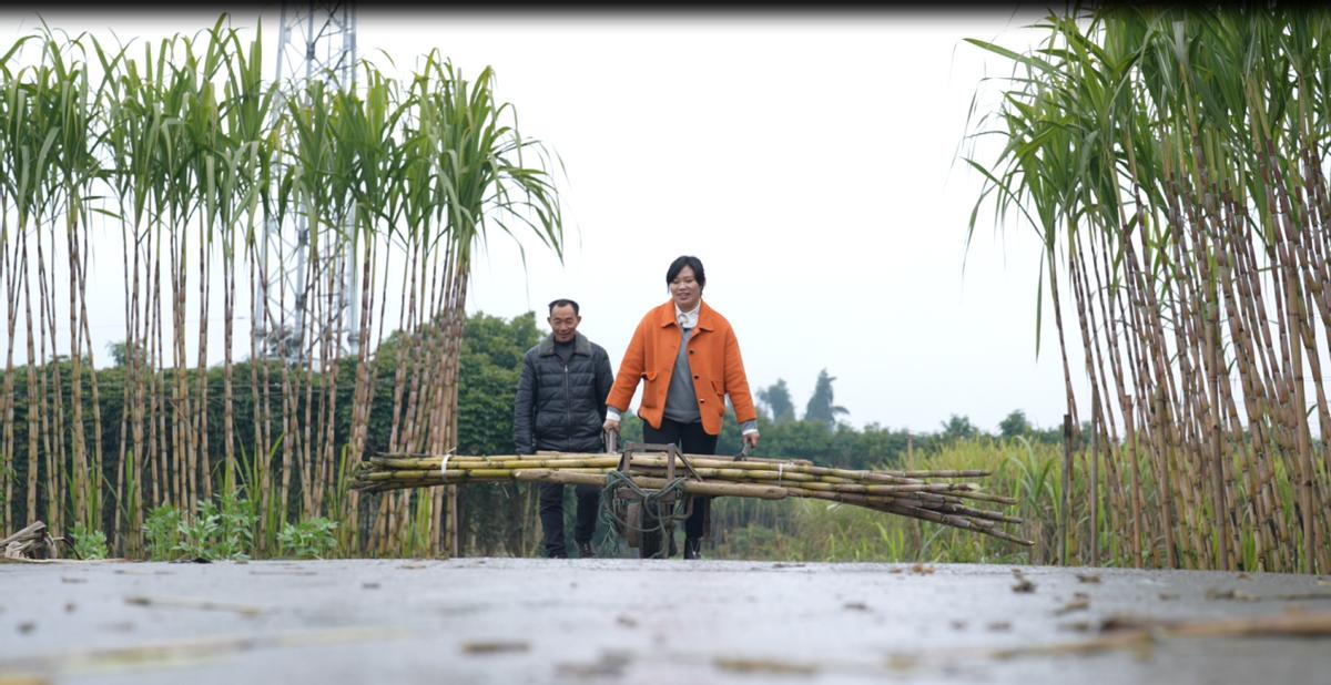 古法红糖链接,百年古法红糖搭上新电商快车