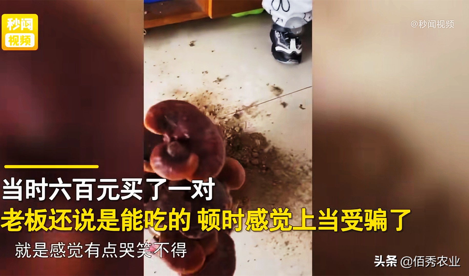 灵芝是骗人的吗,灵芝假货