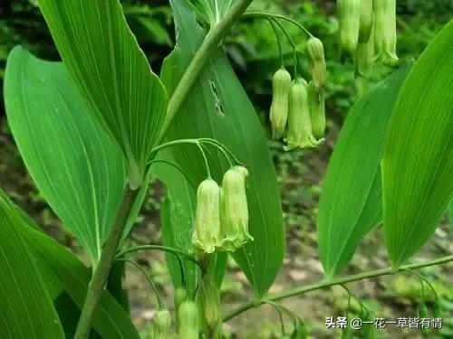 从根部野生黄精跟玉竹的区别,怎么分辨玉竹与黄精的区别