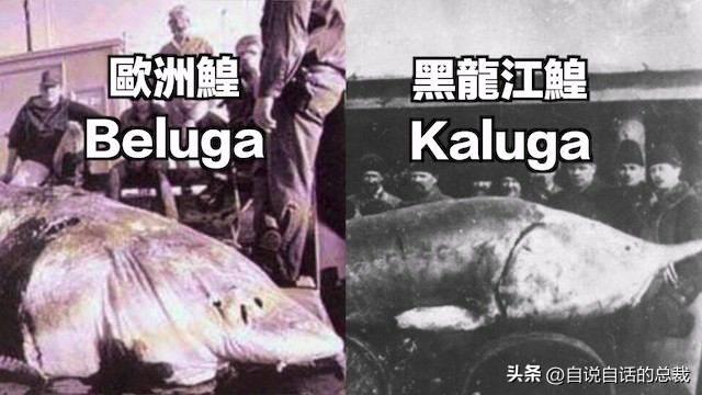 从2亿年不进化的王者，到比黄金还贵的食物，背后隐藏着商业秘密