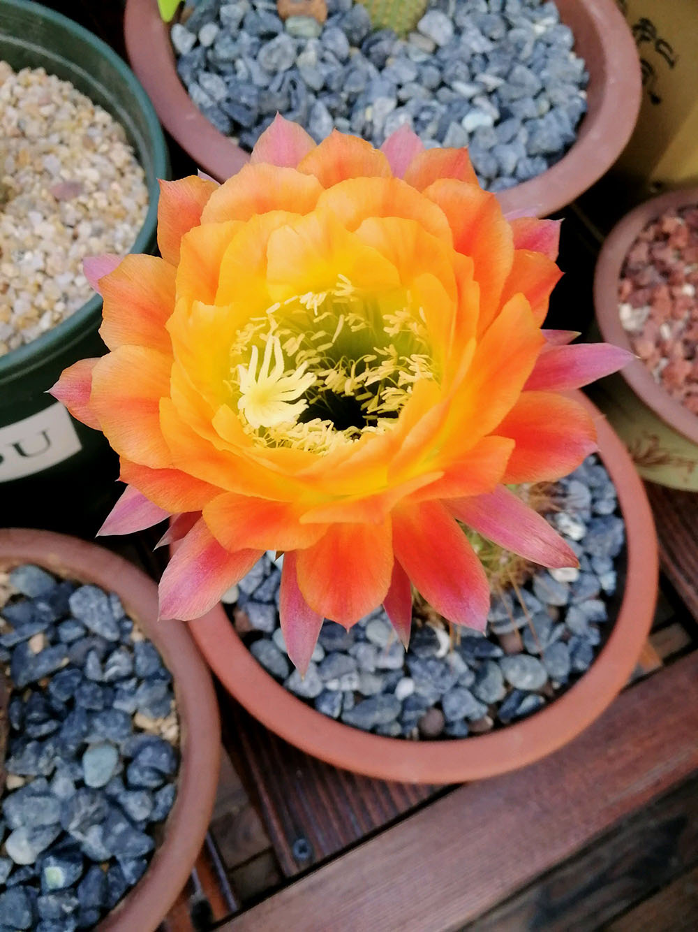 毛花柱仙人球品种大全,顶级精品仙人球花