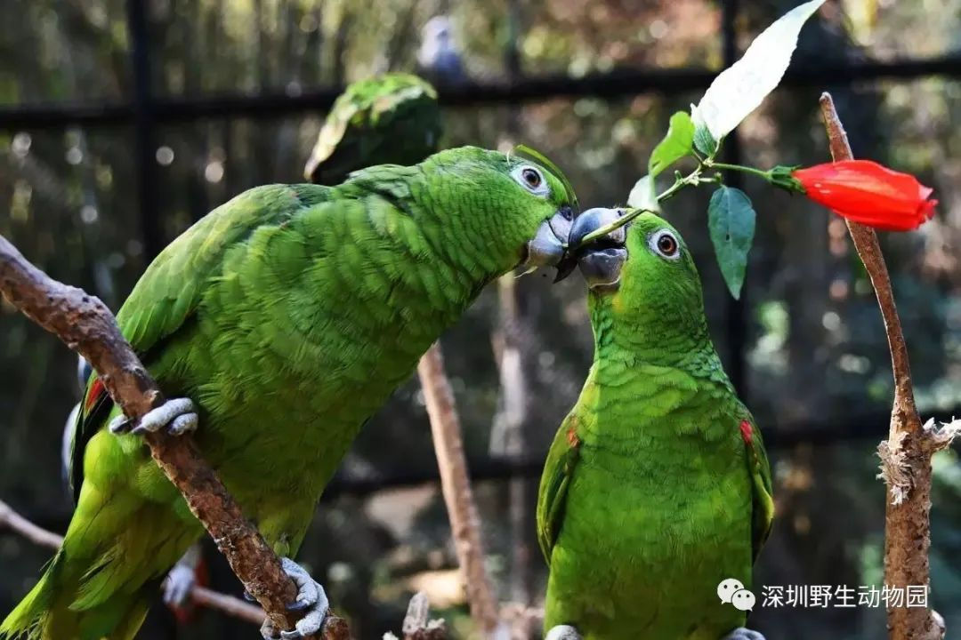 七夕深圳情侣应该去哪里约会,深圳超浪漫的七夕约会圣地推荐