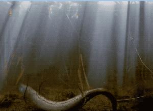 非洲肺鱼：一种会被淹死的鱼，如何做到离水存活4年多