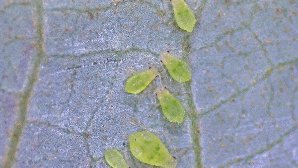 车座皮上有油渍,车座上面都是油