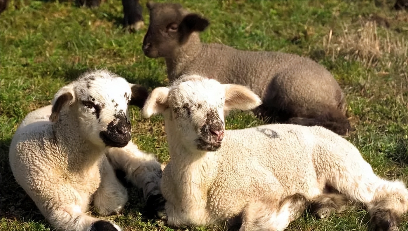 索科罗岛美利奴羊羔的形态描述和体重预测