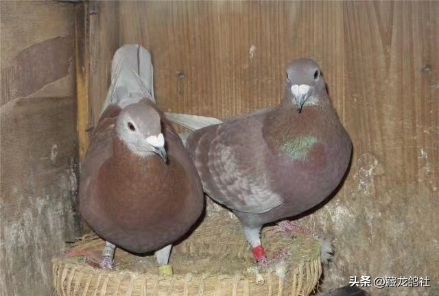 如何选一只好的种鸽,高手如何选择优秀种鸽