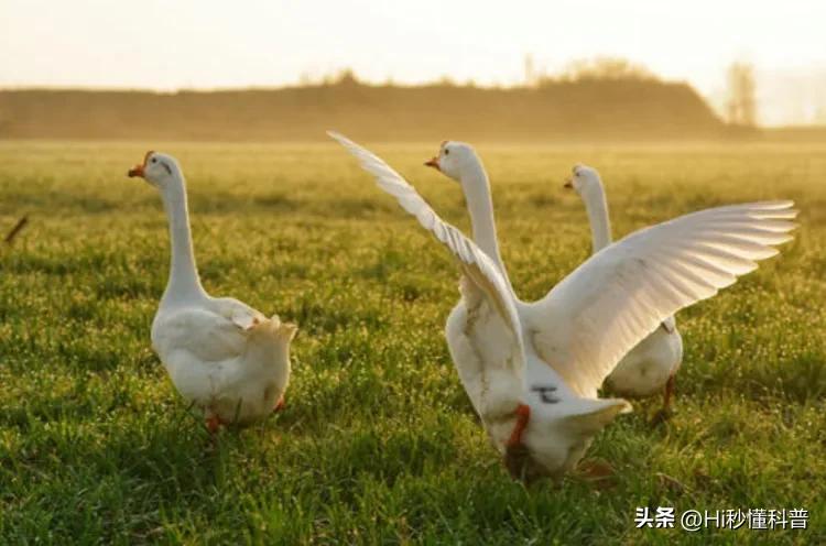 鹅粪真能杀蛇,中国民间故事蛇为什么不可以杀死