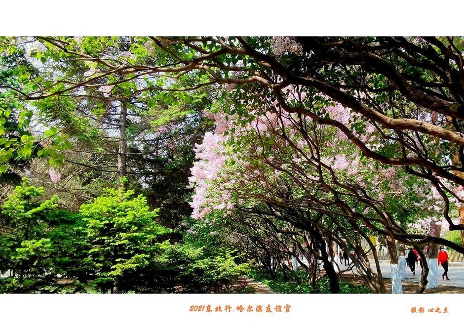 冬游哈尔滨八大必游景点,哈尔滨三日游必去的景点731