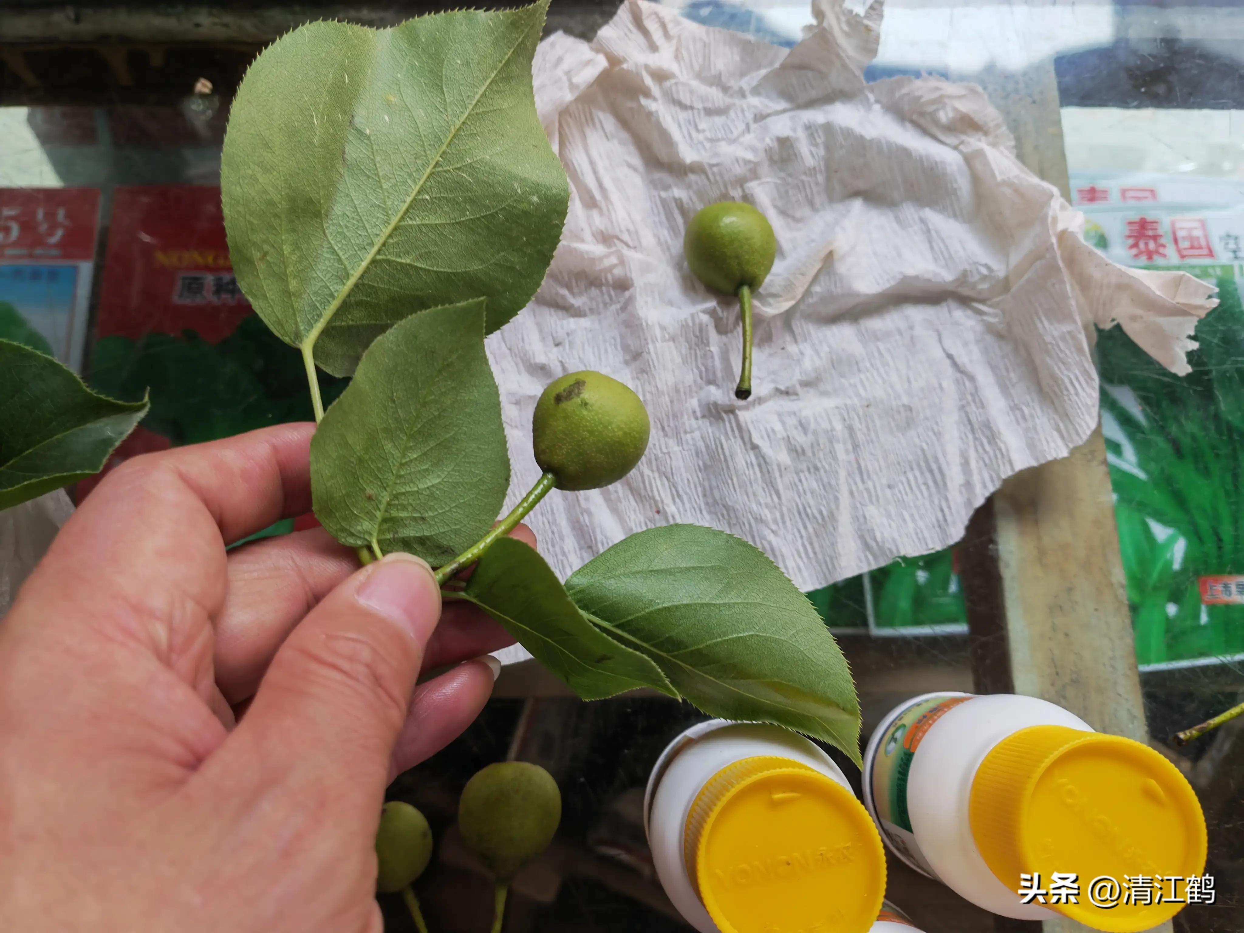 治疗黑星病的特效药物有哪些,黑星病的克星是啥药