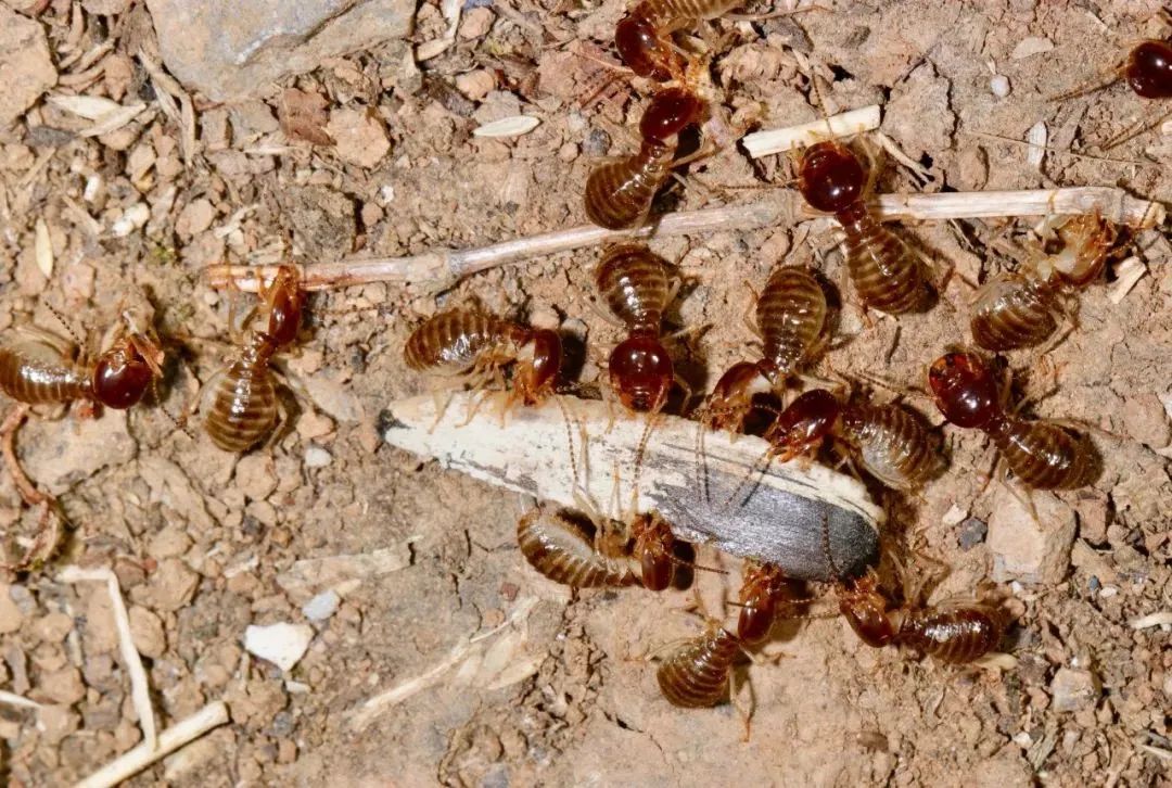 上海的白蚁成群结队，这可怎么办？