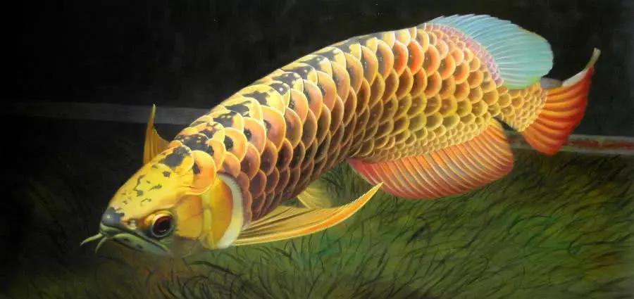 怎么把金龙鱼养好的小技巧,养金龙鱼的技巧和方法