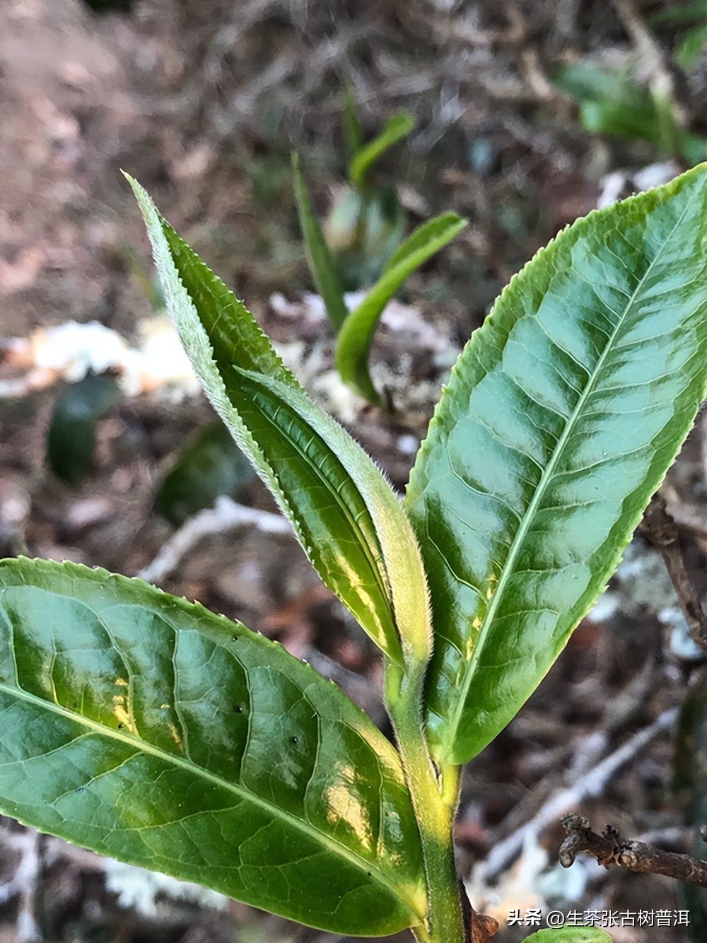 布朗山熟茶苦涩吗怎么喝,布朗山普洱茶苦的原因