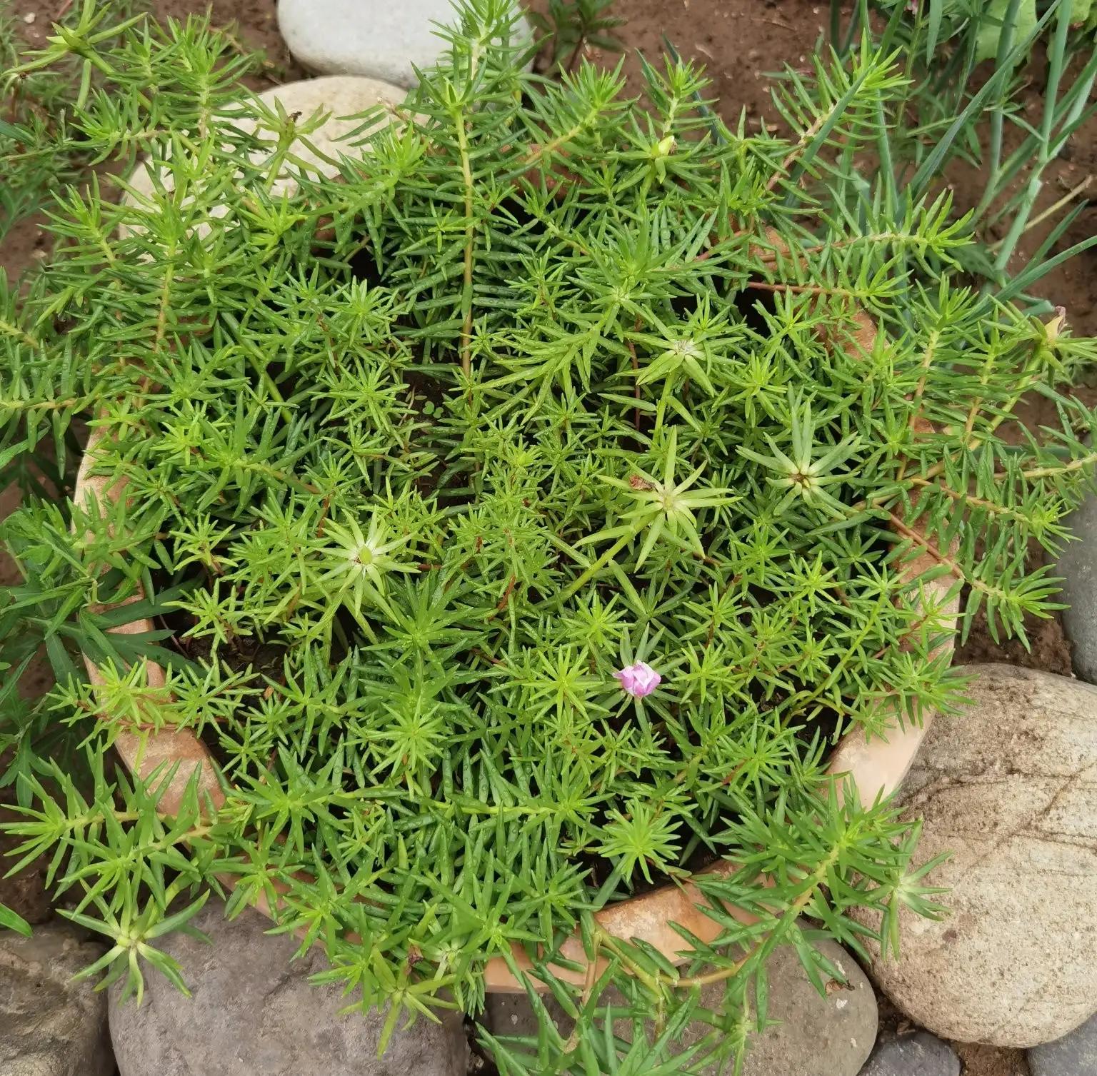 高温天气盼雨来,高温的炙烤
