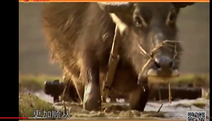 易经的智慧学习笔记阳极成阴09/144讲解曾仕强教授分享给大家