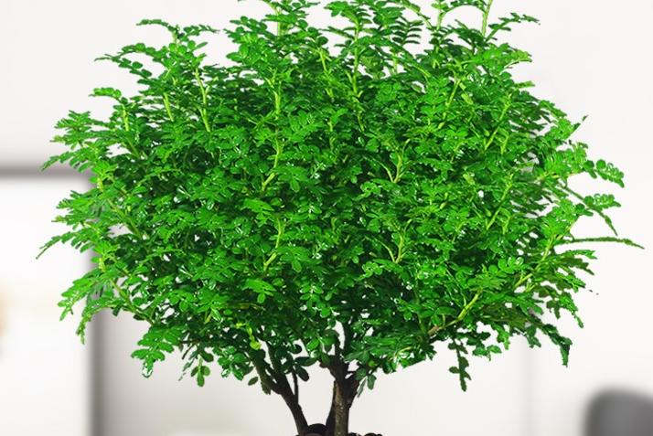 净化空气的六种绿植家庭必备,常见的室内净化空气的花草有哪些