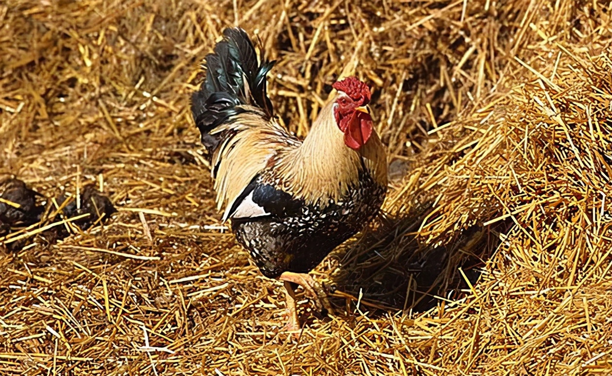 禽病诊断要点大全,十种常见禽病防控与治疗