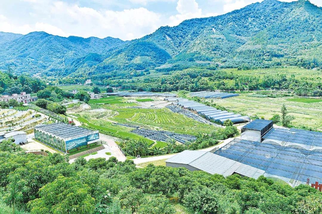 云浮南药产业品种,广东南药十大名药