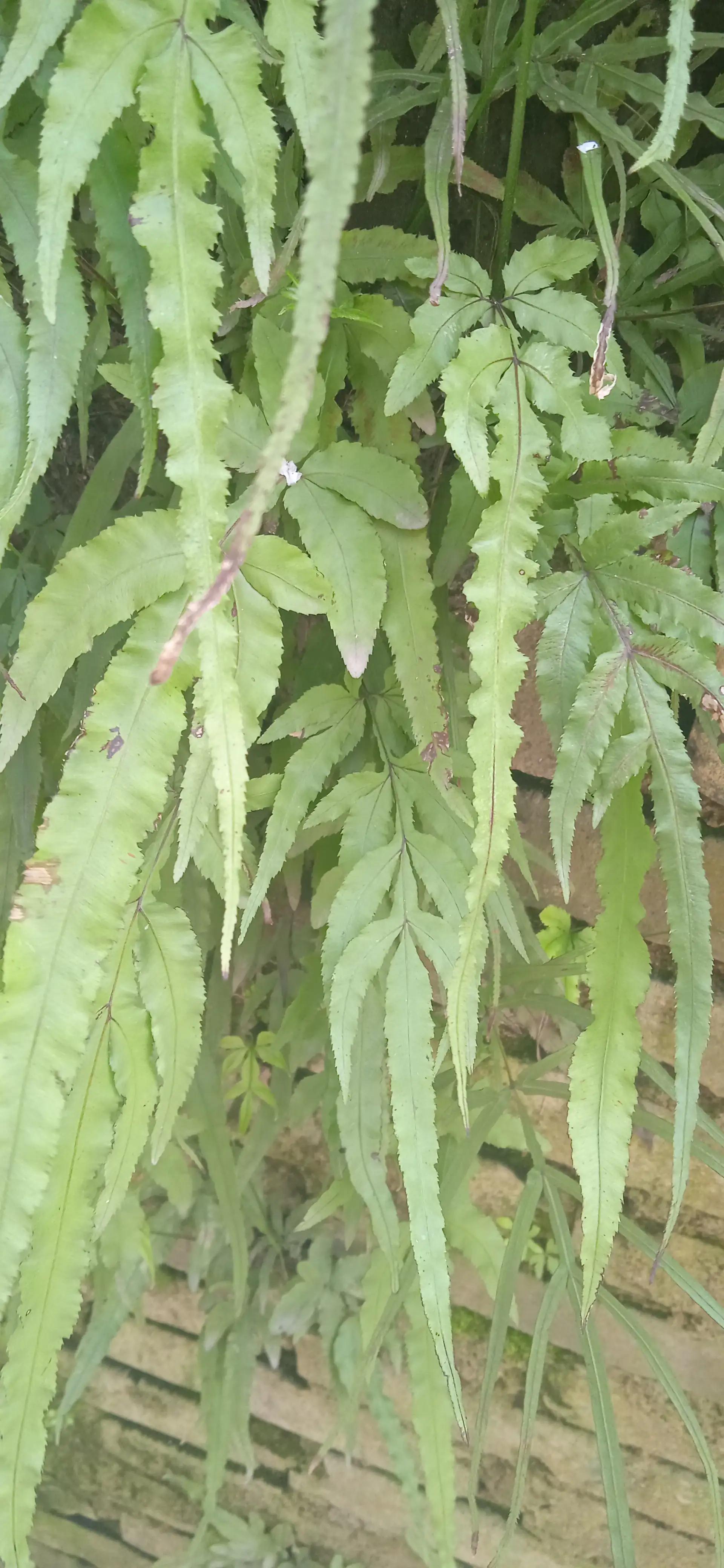 这种草到处都是，大多数人不知道它有啥用。你还是采一些吧