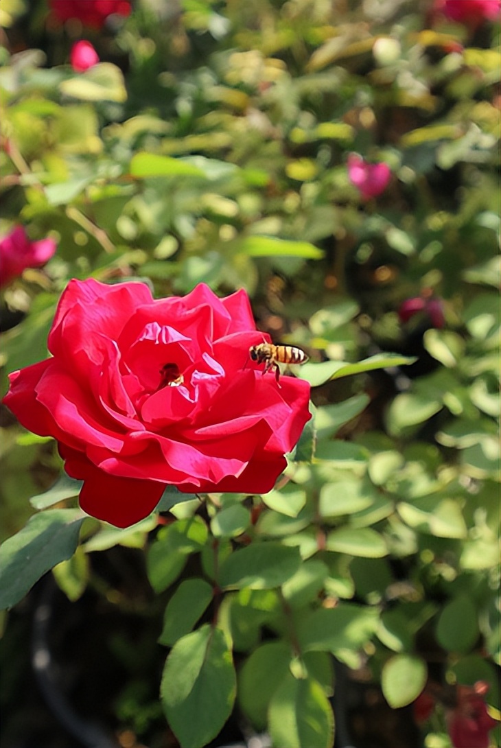 全国四大月季基地,上千亩种植基地