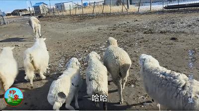 最具野性的美，我提名她