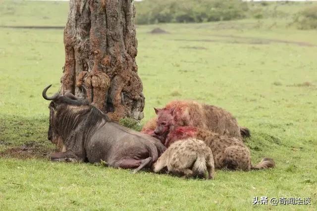 凶残的动物捕猎现场,盘点动物捕猎瞬间的迷惑行为