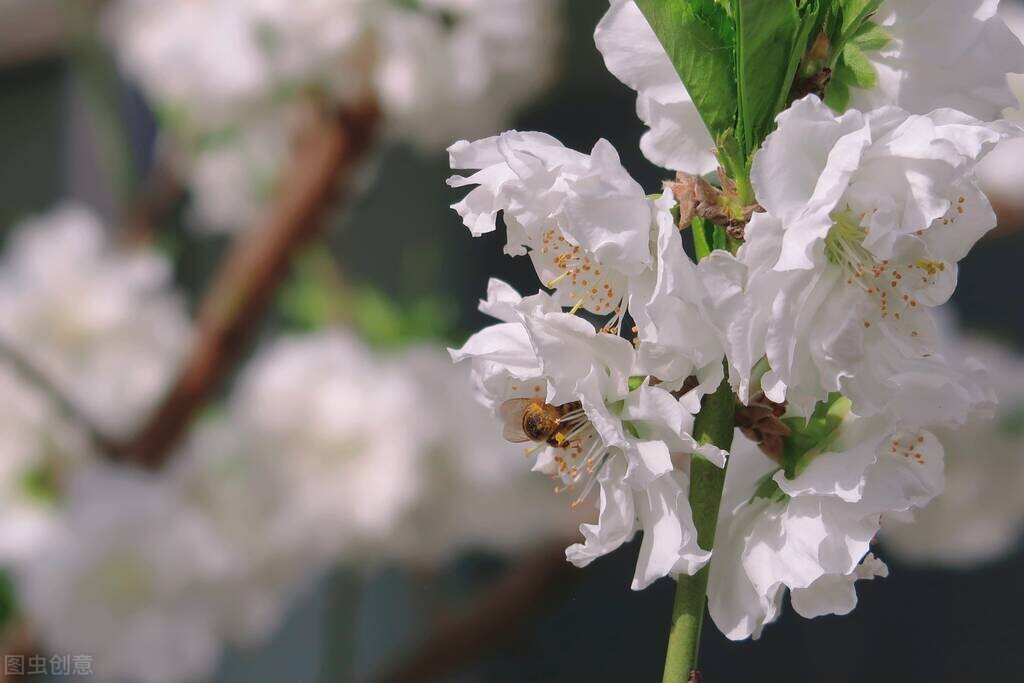 喝蜂蜜养生要懂八个指标,蜂蜜活性酶是什么指标