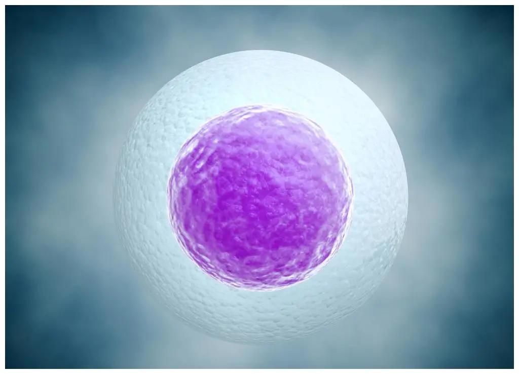 做试管取出来的卵质量不好怎么办,做试管取完卵月经紊乱是怎么回事