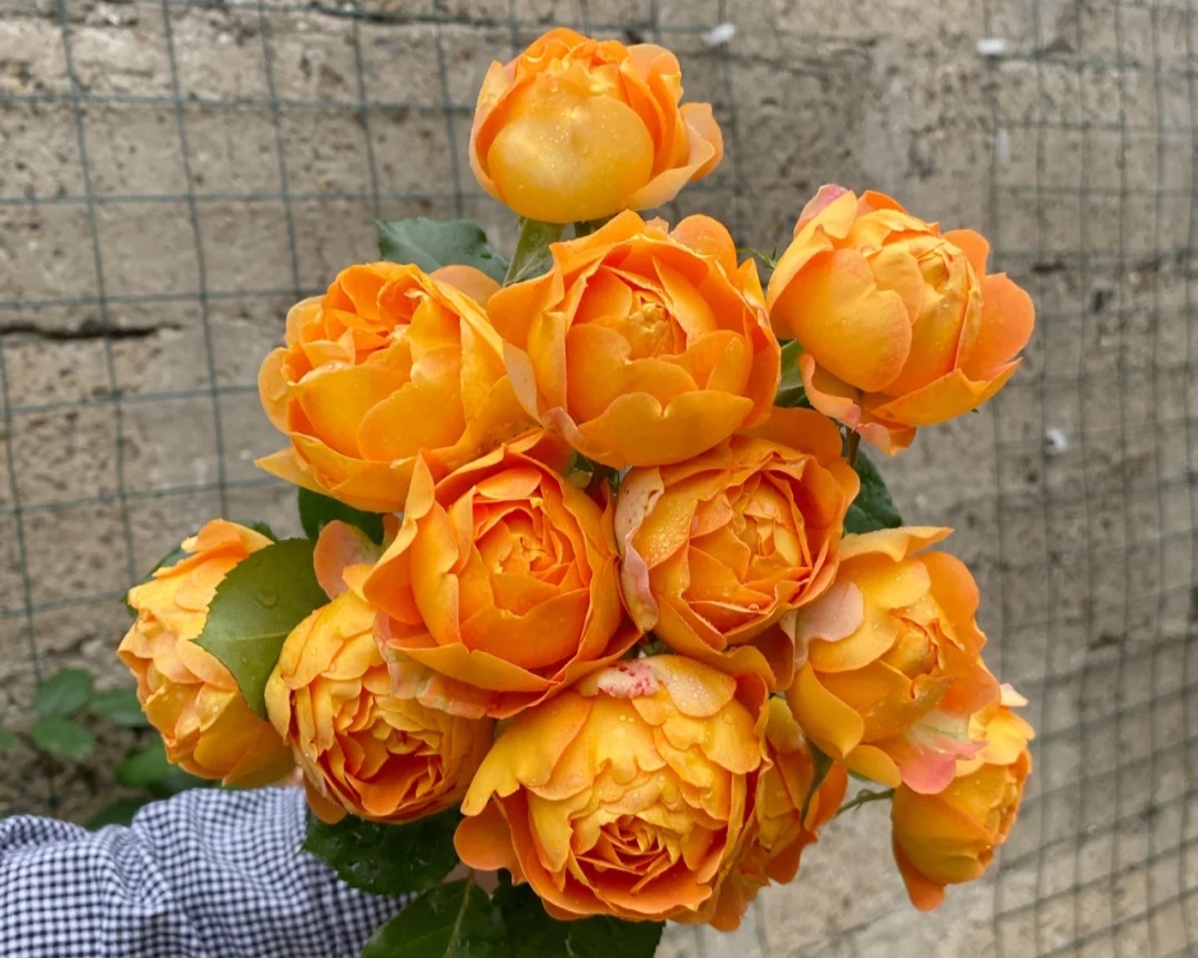 光照不足也能猛开花的藤本月季,抗病好养勤花的藤本月季品种