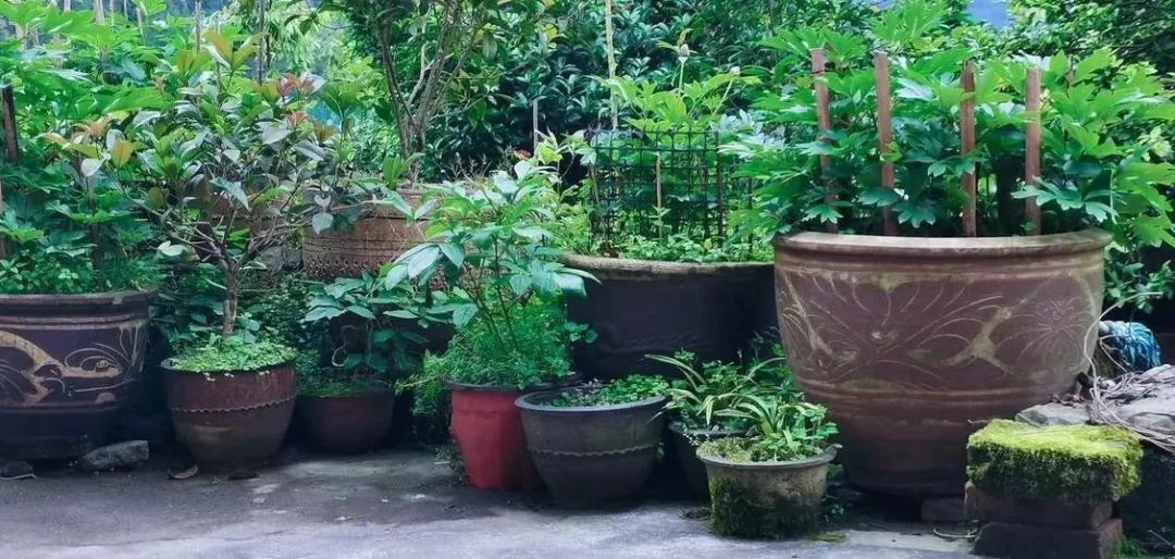 家里出现蚂蚁应该怎样应对,家里有蚂蚁教你一招彻底消灭