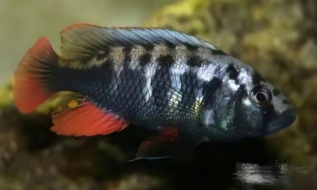 精心挑选6种最容易饲养的观赏鱼,新手饲养观赏鱼有哪些推荐