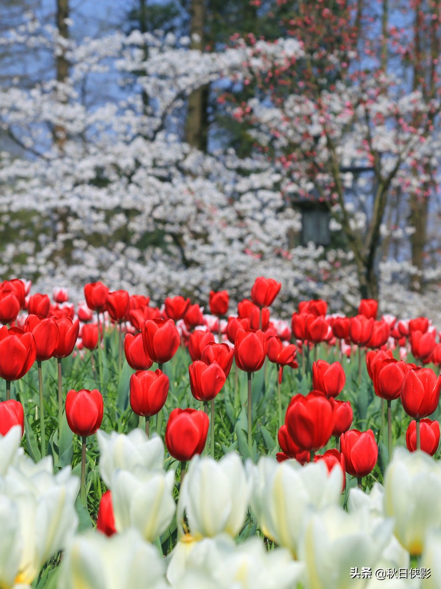 西湖的春天是旅行最美好的季节,走进西湖春天美景