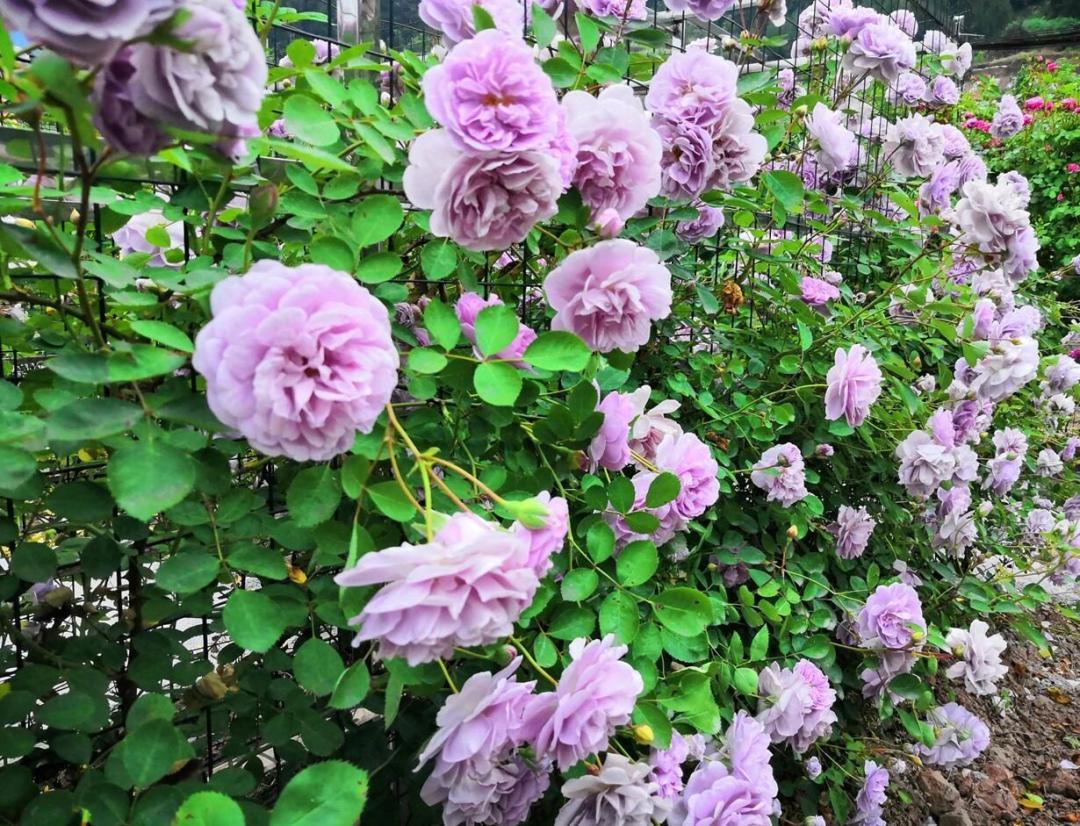 大寨玫瑰花海迷宫,花海迷宫大寨