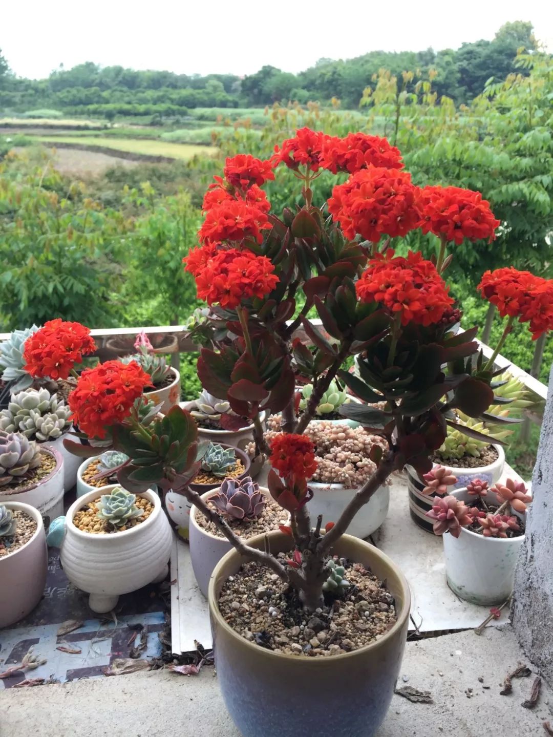 给花剃头,发财树剃光头后发了新芽长不大