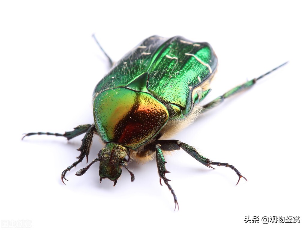 金龟子吃什么虫子,金龟子最佳防治方法