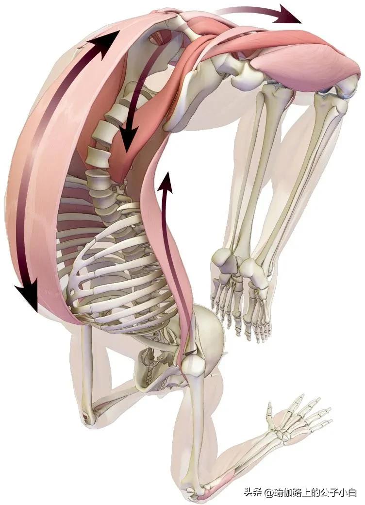瑜伽解剖体式哈他,瑜伽解剖体式讲解