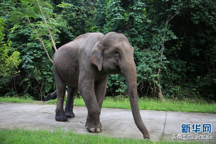 cop15大会高清图,cop15第二阶段会议有哪些人出席