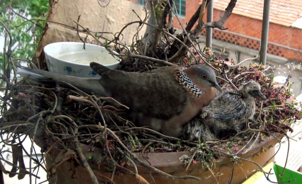 斑鸠一般生活在什么地方,东北野外斑鸠一般夜间在哪里栖息