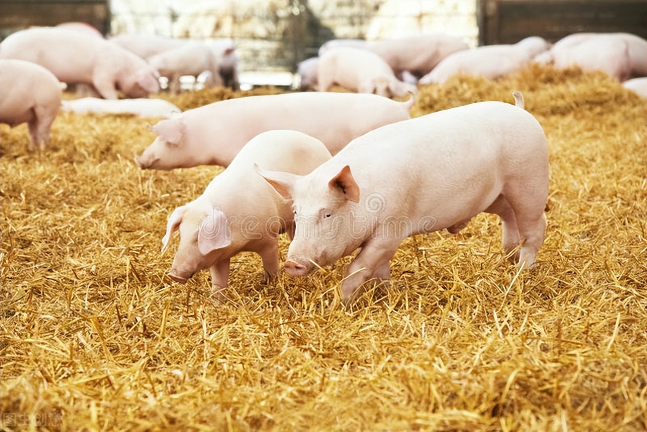 口蹄疫诱发猪瘟,猪瘟跟口蹄疫能一起防吗