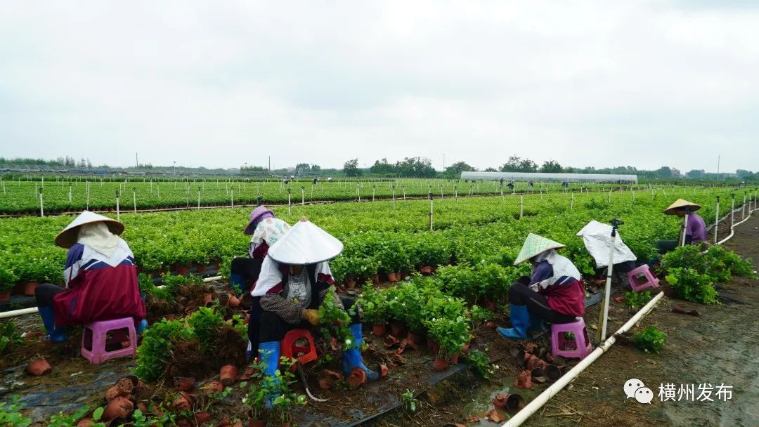 横州市:茉莉花盆栽热销全国香飘万里