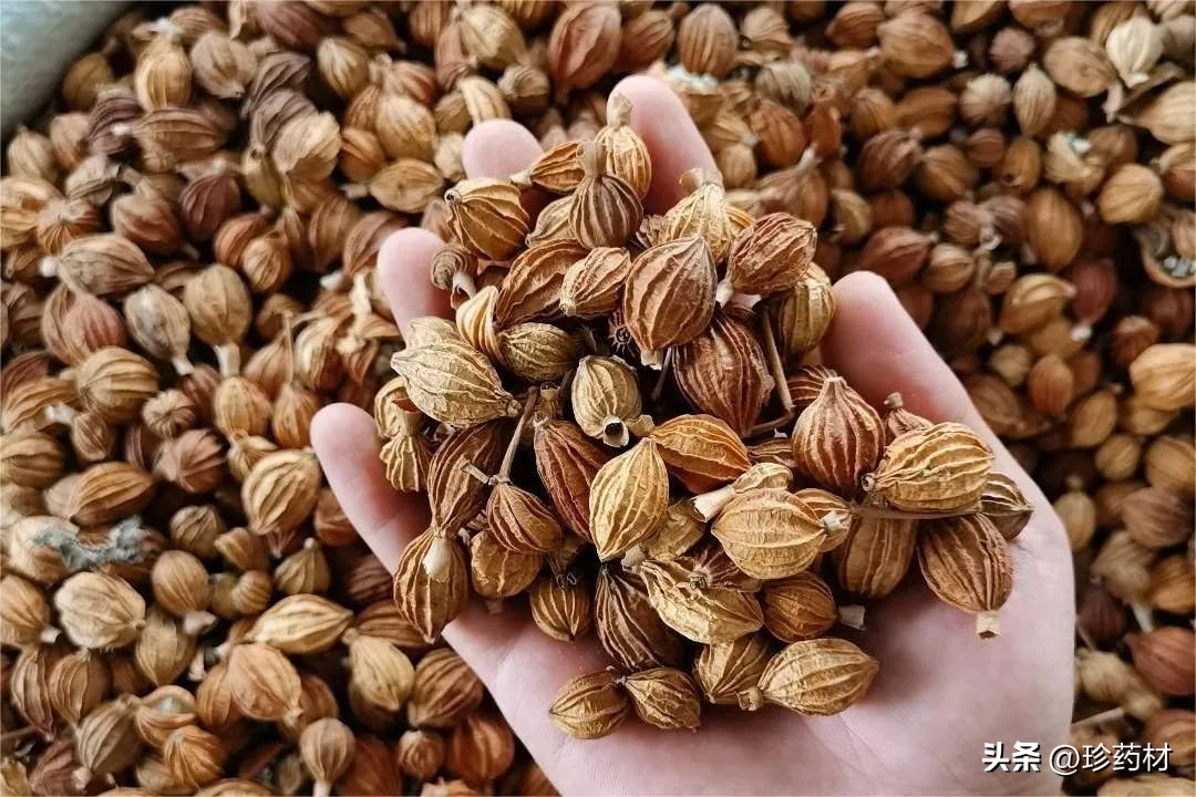 药材市场新闻,土鳖药材市场