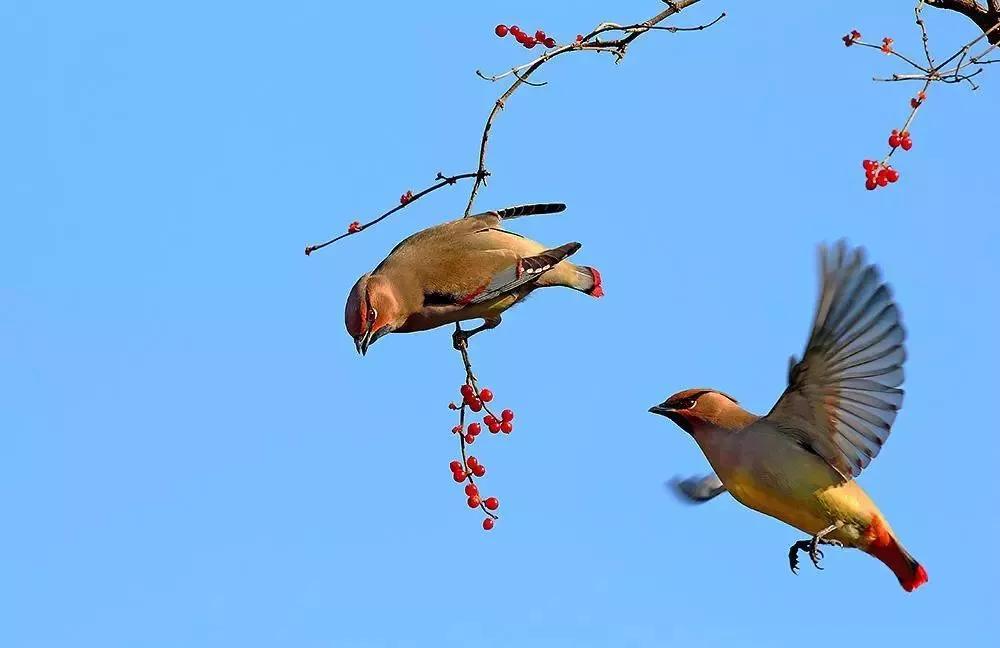 太平鸟图片素材,太平鸟图片大鸟