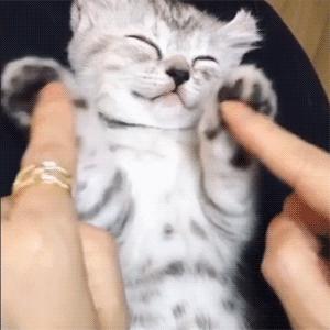 春天来了！每位毛孩子家长都要了解这些知识