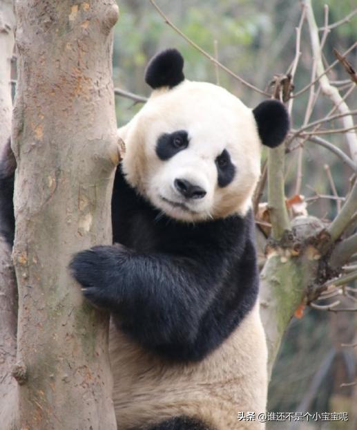 梅清大熊猫小时候去长隆视频,大熊猫梅清短腿